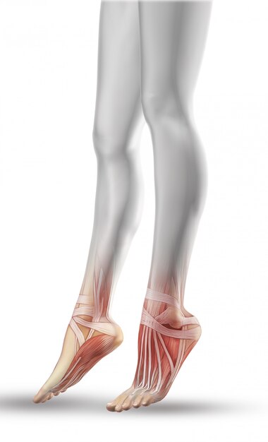 Schließen Sie oben von den weiblichen Beinen mit teilweiser Muskelkarte