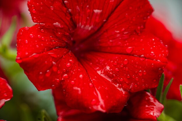 Schließen Sie oben von der roten Petunienblume mit Tautropfen auf den Blütenblättern