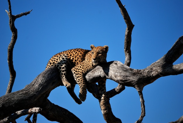 Schließen Sie Schuss eines Leoparden, der auf einem Baum mit blauem Himmel im Hintergrund liegt