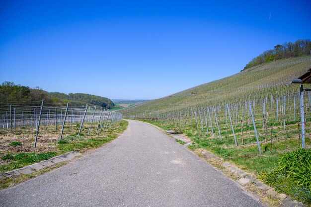 Schmale Asphaltstraße, die durch die grasbedeckten Felder unter dem blauen Himmel führt