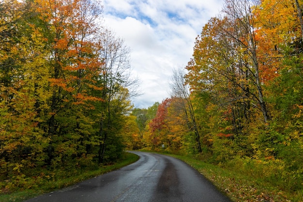 Schmale Straße, umgeben von einem Wald, der im Herbst unter einem bewölkten Himmel mit vergilbenden Pflanzen bedeckt ist
