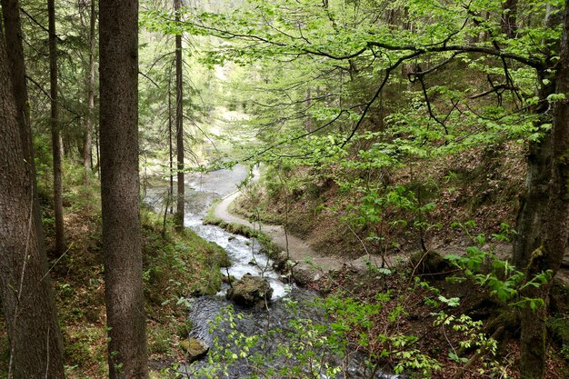 Schmaler Fluss in einem Wald, umgeben von schönen grünen Bäumen