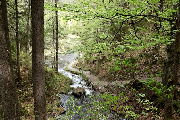 Schmaler Fluss in einem Wald, umgeben von schönen grünen Bäumen