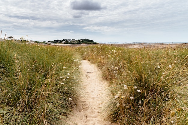 Kostenloses Foto schmaler sandweg auf dem feld mit wilden blumen