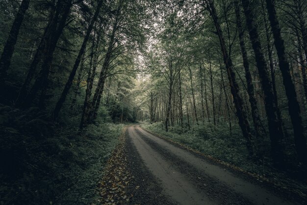 Schmaler schlammiger Waldweg, tagsüber von dichten Bäumen und viel Grün umgeben