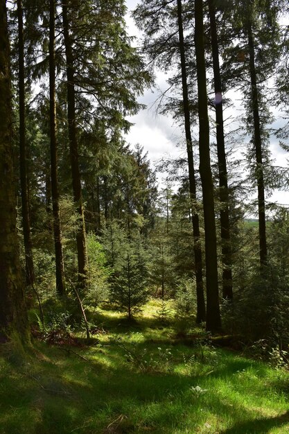 Schmaler Weg durch einen bewaldeten Wald mit Bäumen