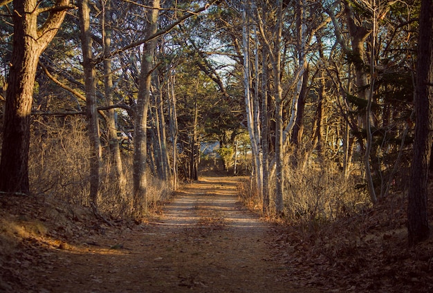Schmaler Weg durch einen Wald mit großen Bäumen auf beiden Seiten an einem sonnigen Tag