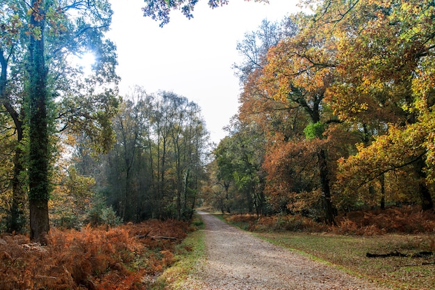 Schmaler Weg nahe vielen Bäumen im New Forest nahe Brockenhurst, UK