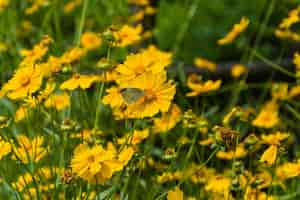 Kostenloses Foto schmetterling in einem blumenfeld