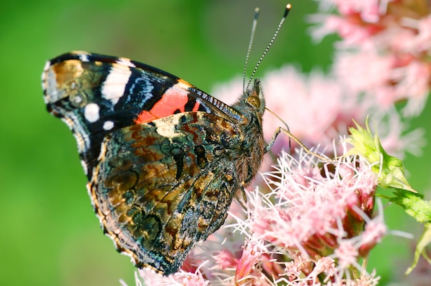 Schmetterling mit Antennen angehoben