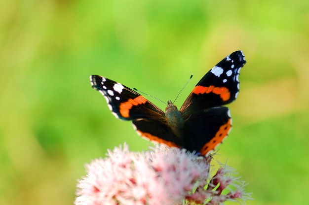 Schmetterling über zu fliegen