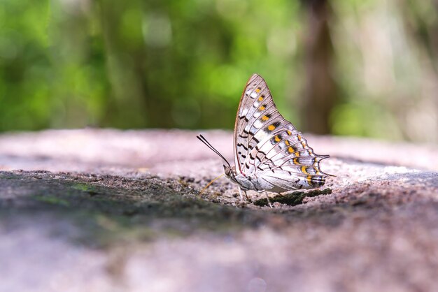 Schmetterling