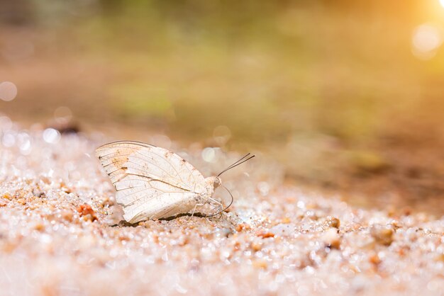 Schmetterling