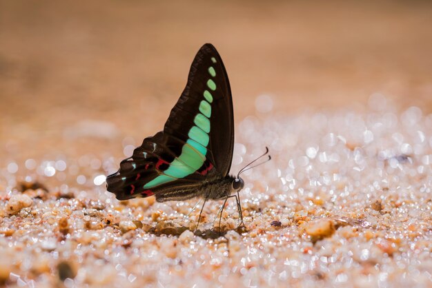 Schmetterling