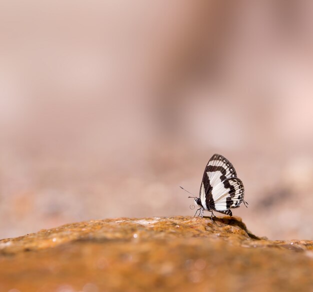 Schmetterling