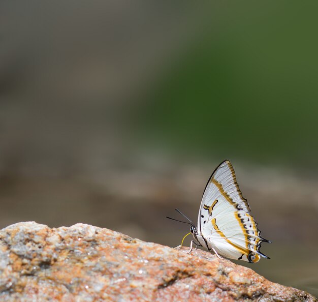 Schmetterling