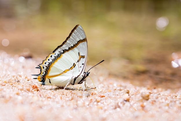 Schmetterling