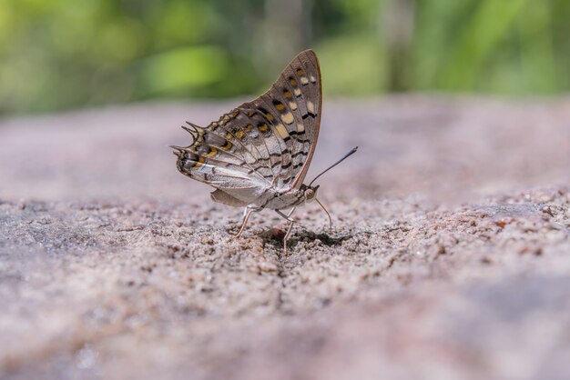 Schmetterling