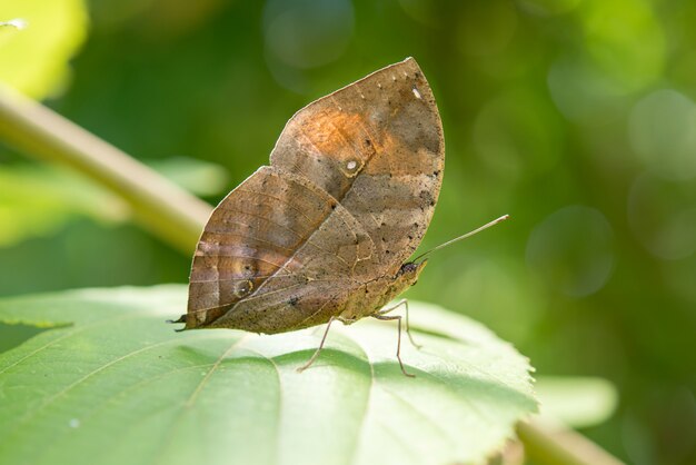 Schmetterling