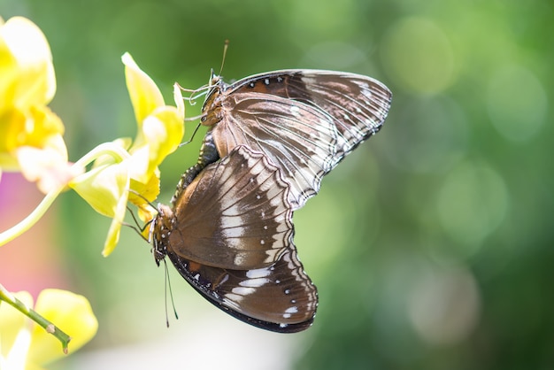 Kostenloses Foto schmetterling