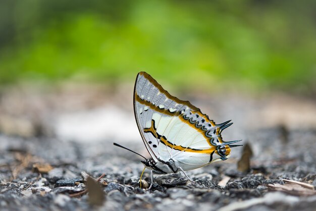 Schmetterling