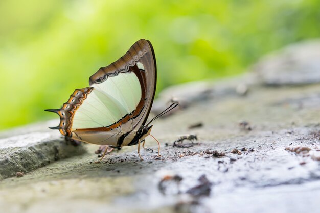 Schmetterling