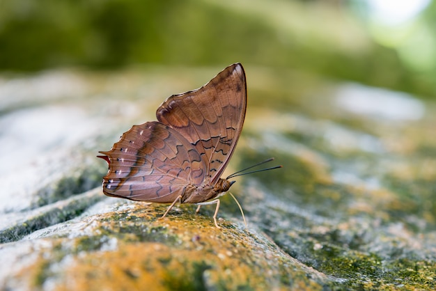 Schmetterling