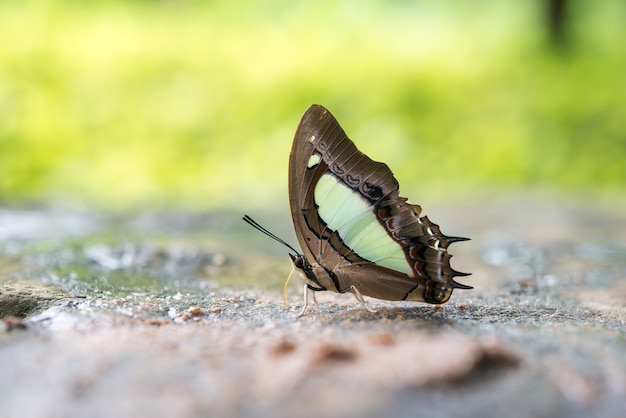 Schmetterling