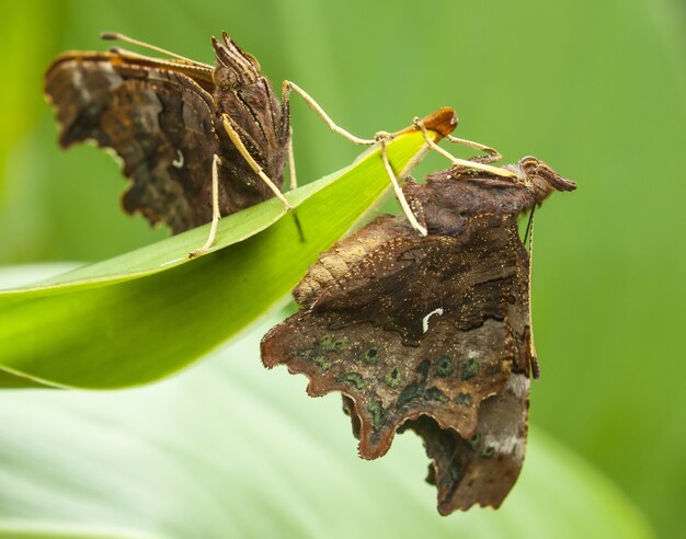 Schmetterling