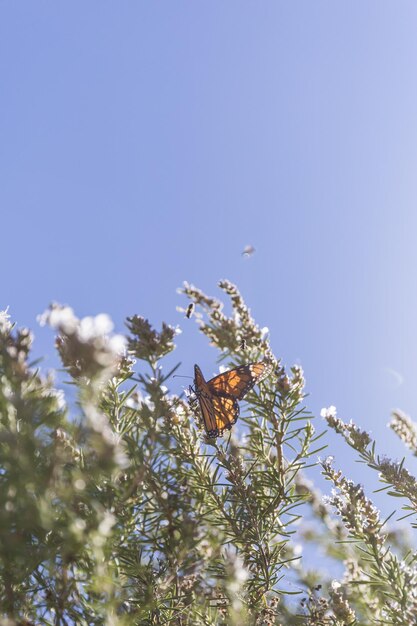 Schmetterling