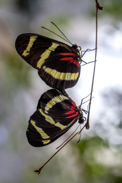 Schmetterlinge auf einem Ast