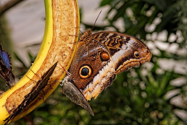 Schmetterlinge sitzen oben auf einer Banane