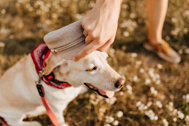 Schnappschuss eines ruhigen, treuen Labradors im Garten mit beigefarbener Mütze auf dem Kopf