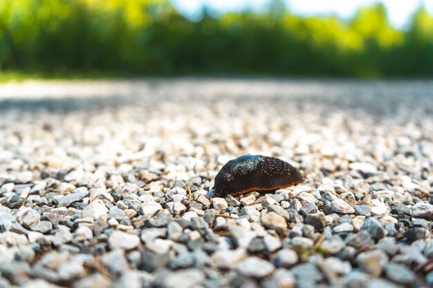 Schnecke auf den Felsen umgeben von Bäumen in Bayern, Deutschland