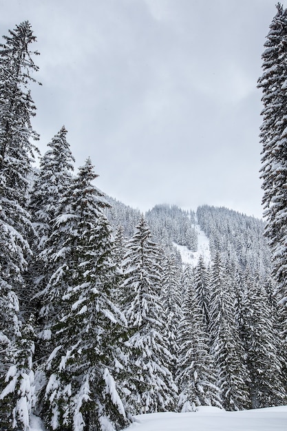 Schnee fällt im schönen Kiefernwald. Traumhafte Winterlandschaft