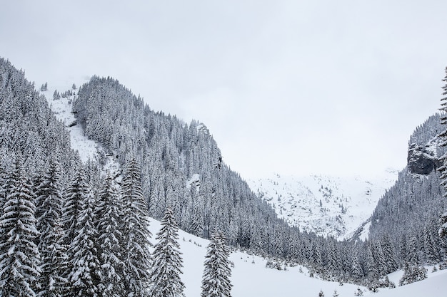 Schnee fällt im schönen Kiefernwald. Traumhafte Winterlandschaft