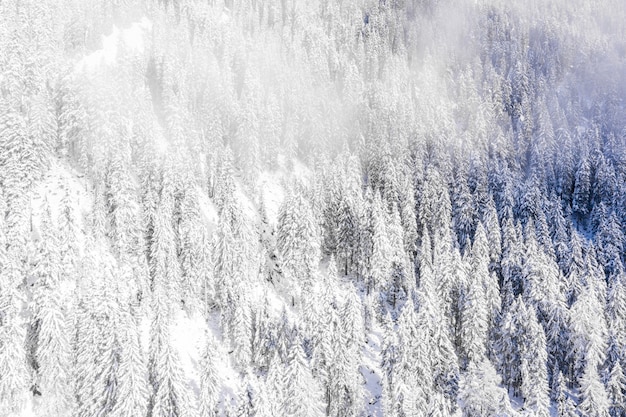 Schneebedeckte Bäume der Berge, aufgenommen an einem bewölkten Tag