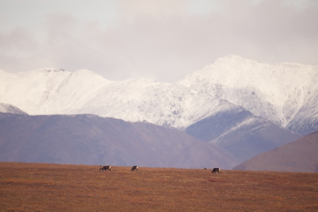 Schneebedeckte Berge in den Toren des arktischen Nationalparks