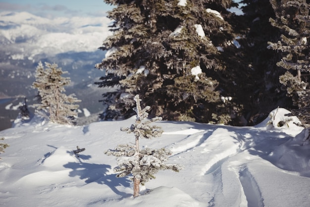 Schneebedeckte Landschaft im Winter