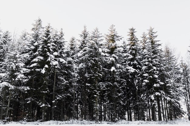 Schneebedeckte Nadelbäume im Wald