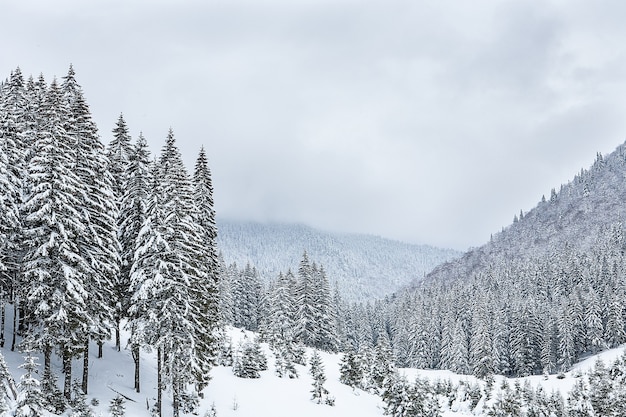 Schneebedeckte Tannen auf dem Hintergrund der Berggipfel. Panoramablick auf die malerische verschneite Winterlandschaft.