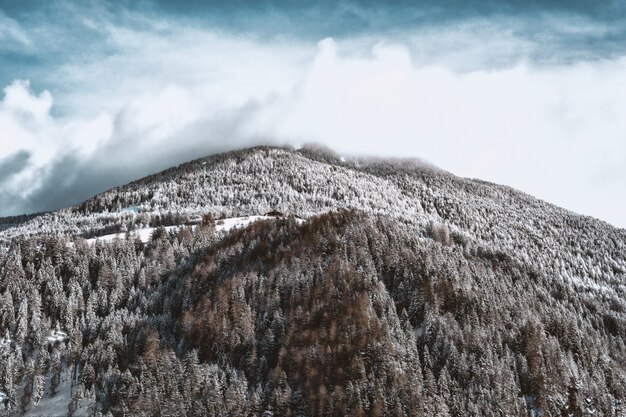 Schneebedeckter Berg und Wald