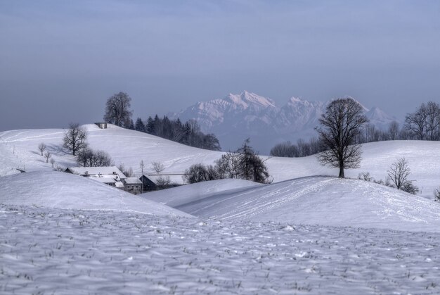 Schneebedecktes Feld mit kahlen Bäumen und Bergen in der Ferne
