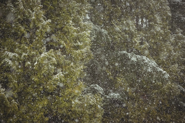 Schneefall im grünen Wald