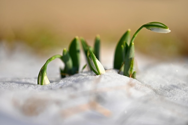 Schneeglöckchen Erste Frühlingsblumen im Schnee Natürlicher bunter Hintergrund im Garten Galanthus