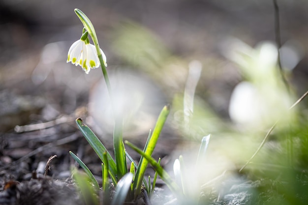 Schneeglöckchen in der Bodenmakrofotografie hautnah