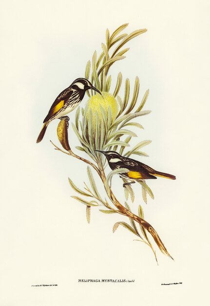 Schnurrbart-Honigfresser (Meliphaga mystacalis) von Elizabeth Gould