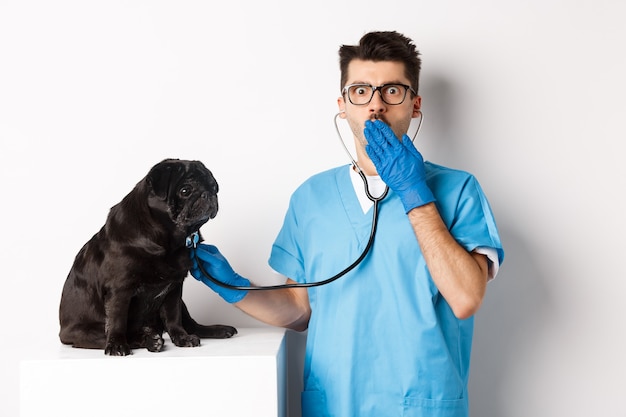 Schockierter arzt in der tierklinik, der hund mit stethoskop untersucht, erstaunt in die kamera keucht, während der süße schwarze mops still auf dem tisch sitzt, weißer hintergrund