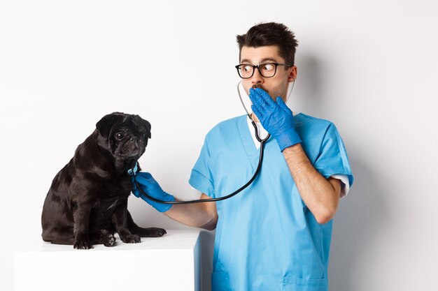 Schockierter Arzt in Tierklinik, der Hund mit Stethoskop untersucht, erstaunt nach Luft schnappt, während der süße schwarze Mops noch auf dem Tisch sitzt, weißer Hintergrund