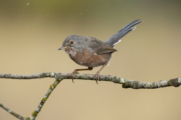 Schön heiß von einem männlichen subalpinen Trällerervogel (Sylvia cantillans) auf einem Ast eines Baumes